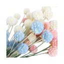  BACCELLI DI SCABIOSA STABILIZZATI 