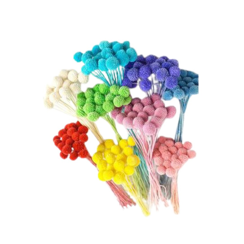 BILLY BUTTON/CRASPEDIA STABILIZZATA FIORI