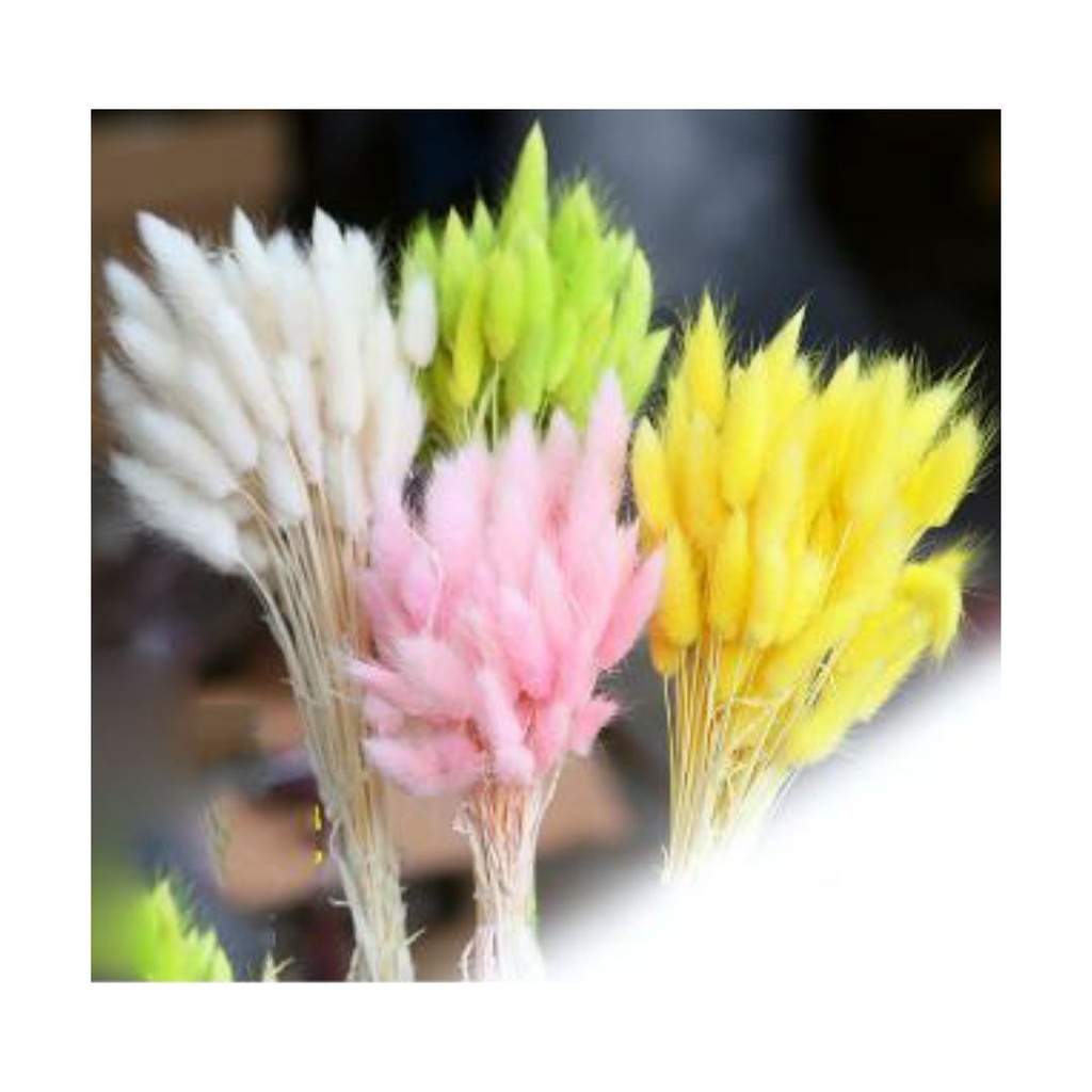 CODA DI CONIGLIO STABILIZZATA