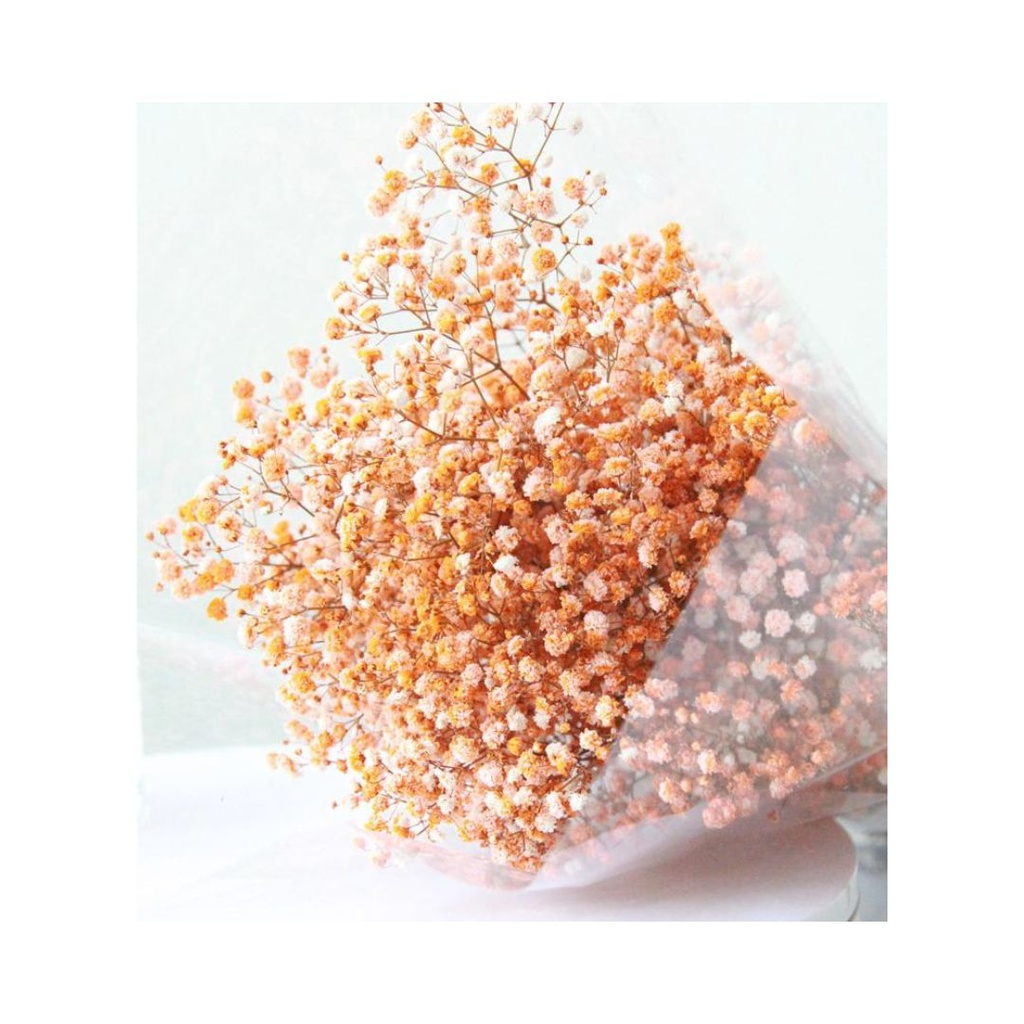 FIORI STABILIZZATI Gypsophila Paniculata secca Fresca