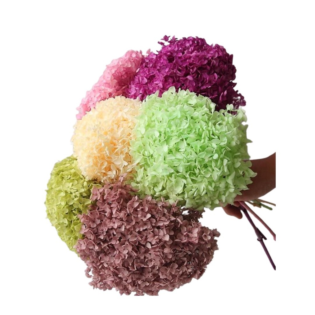 ORTENSIA CON STELO STABILIZZATA