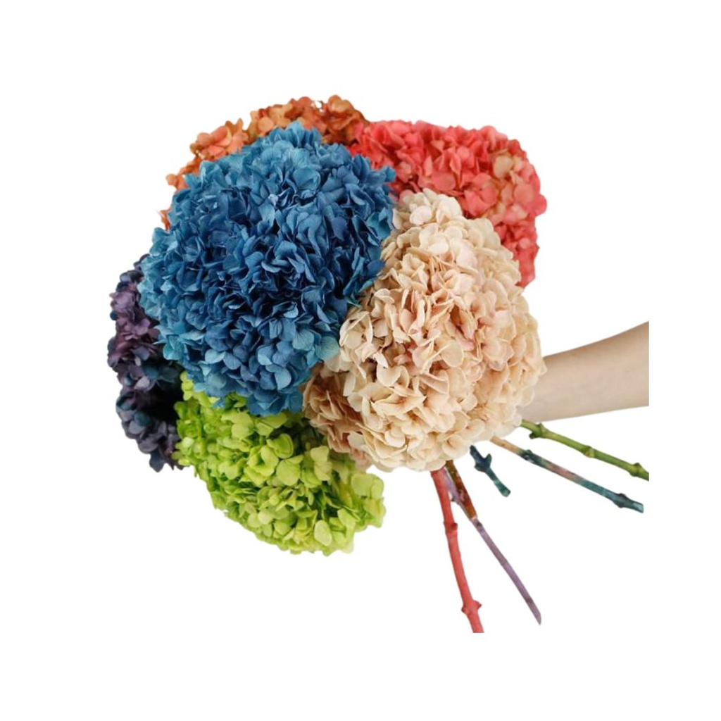 ORTENSIA HYDRANGEA CON STELO STABILIZZATA  